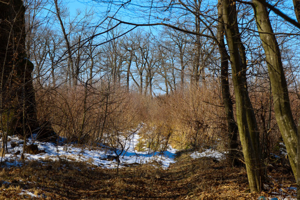 这张照片描绘了一条通向冬季森林深处的小径。光秃的树木在蓝天的映衬下形成了一幅树枝的花边。图片下载