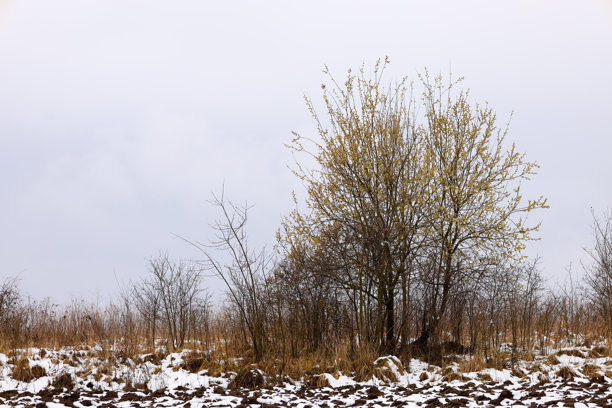 这张照片展示了一幅风景，年轻的树木开始在冬季的田野上绽放，地面上还有残留的雪。树木在灰色的冬季景观中以其浅绿色的叶子显得格外突出。图片下载
