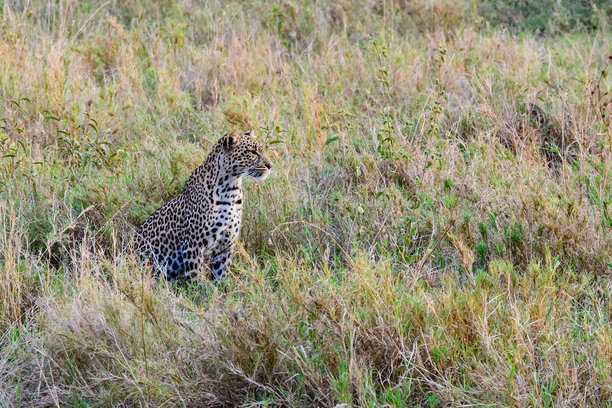 坦桑尼亚塞伦盖蒂国家公园的非洲豹（豹猫）野生动物照片图片下载