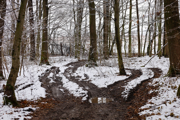 这张照片描绘了一条蜿蜒的小路，位于冬季森林中。小路上覆盖着雪和泥土，清晰的车辙印迹可见。拍摄时天气阴云密布，增添了一种忧郁的氛围。图片下载
