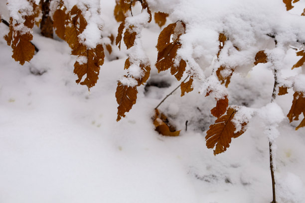 这张照片展示了被雪覆盖的黄叶树枝特写。拍摄于冬季，但叶子仍保留着秋天的色彩，形成了温暖与寒冷色调之间的对比。图片下载