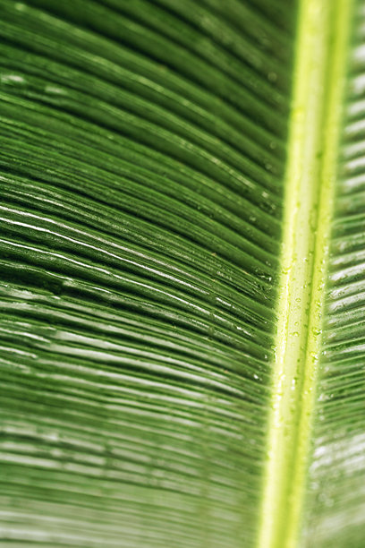 宏观纹理绿色棕榈叶作为设计的自然背景，抽象自然视角。细致的绿色热带叶子带有脉络。新鲜叶片的特写照片。生动的自然图案。图片下载
