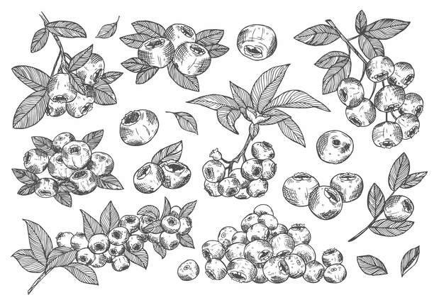 蓝莓。手绘素描插图。野生浆果矢量涂鸦集。图片下载