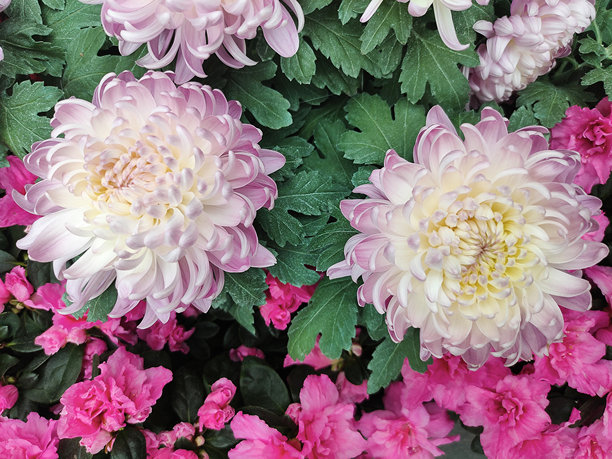 美丽的粉色菊花作为背景图片。菊花壁纸，秋天的菊花。图片下载