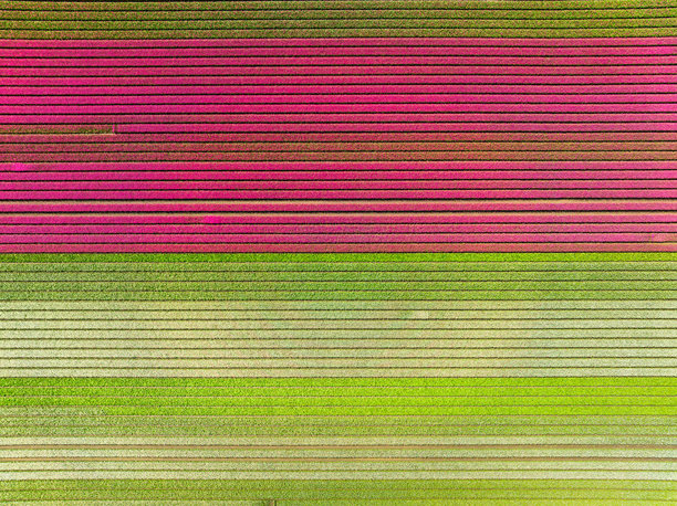 郁金香作为背景。田野中排列整齐的行列。无人机的鸟瞰图。农业和工业植物种植。自然。从空中俯瞰的郁金香田。适合用作背景、壁纸和明信片的照片。图片下载