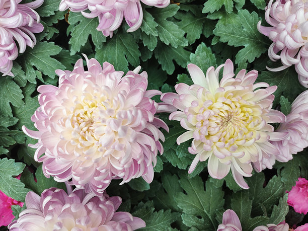 美丽的粉色菊花作为背景图片。菊花壁纸，秋天的菊花。图片下载