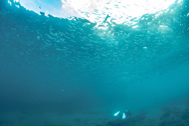 奇妙而动感的水下照片，展示了鱼群在蓝色海洋中翩翩起舞。图片下载