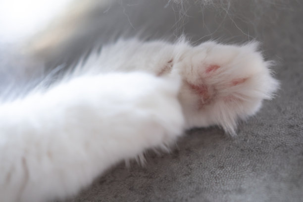 白色毛茸茸猫爪的特写照片图片下载