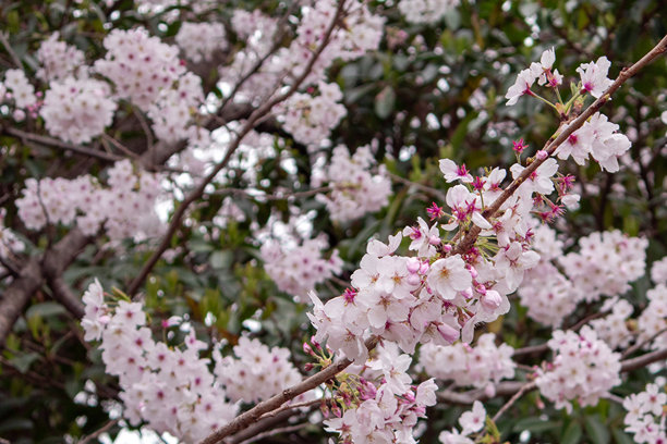 粉色樱花树花朵和树枝特写。照片拍摄于韩国晋海。图片下载