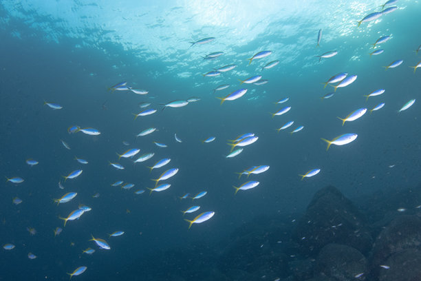奇妙而动感的水下照片，展示了鱼群在蓝色海洋中翩翩起舞。图片下载