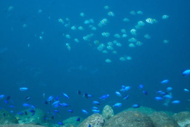 奇妙而动感的水下照片，展示了鱼群在蓝色海洋中翩翩起舞。图片下载