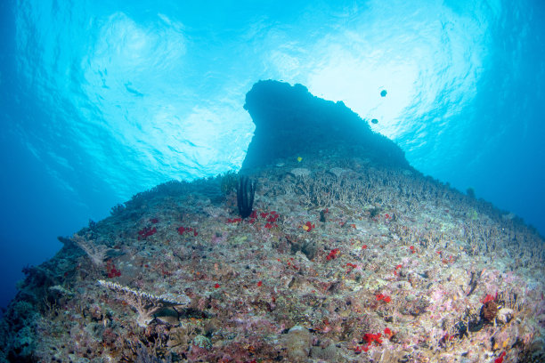 阳光照耀下的动态海底景观照片图片下载
