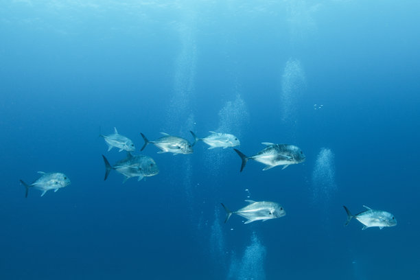 美丽的水下照片，展示了鱼在蓝色海洋中游泳。图片下载