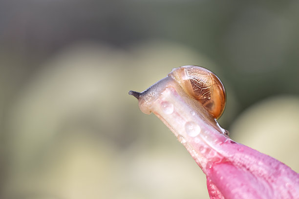 一只美丽的小蜗牛在粉色花朵上。蜗牛的特写照片。可爱蜗牛的微距照片。蜗牛正在花上享用午餐。热带自然。图片下载