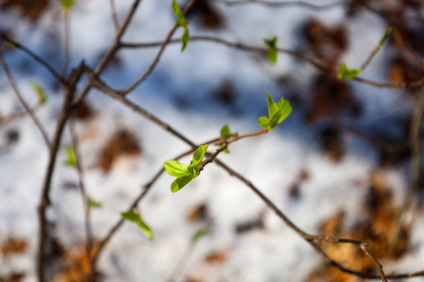 这张照片展示了一根树枝的特写，树枝上长出了春天的第一片嫩叶。嫩叶呈现出鲜亮的绿色，与模糊的背景形成对比，背景中有雪和落叶。图片下载