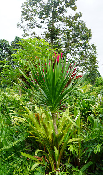 海岸边的椰子树（Pandanus tectorius）照片，展示了成熟和生的果实，捕捉了郁郁葱葱的海岸美景和生机勃勃的热带魅力。图片下载