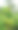 海岸边的椰子树（Pandanus tectorius）照片，展示了成熟和生的果实，捕捉了郁郁葱葱的海岸美景和生机勃勃的热带魅力。图片下载