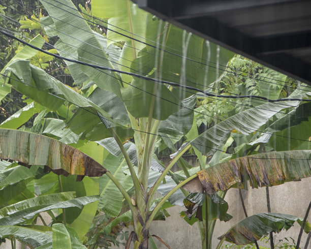 雨水或淋浴水流过屋檐边缘的照片图片下载