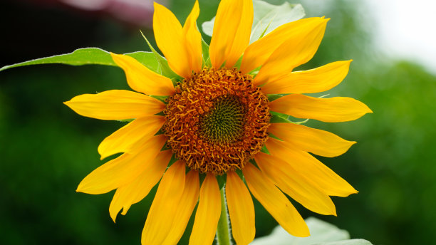 日间阳光下的向日葵特写照片，背景有美味的散景效果图片下载