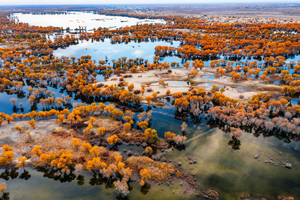 秋季的航拍照片，展示了位于中国新疆巴音郭楞维吾尔自治州维利县罗巴努尔国家湿地公园的湖泊和沙丘间的水下杨树林。图片下载