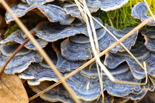 特写镜头展示了层状结构和蓝灰色的托盘菌。这些真菌生长在树上，周围环绕着苔藓和干叶子。照片捕捉了真菌的细节和质感。图片下载