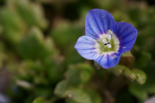 自然中的优雅与色彩；蓝色花朵的微距照片；速生草；桃色维罗妮卡图片下载