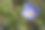 自然中的优雅与色彩；蓝色花朵的微距照片；速生草；桃色维罗妮卡图片下载