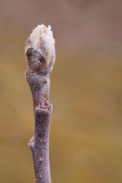 自然的复苏；苹果树枝的特写照片，带有花蕾；Malus domestica图片下载