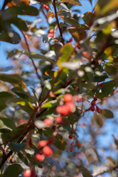高质量的照片，展示了阳光下的鲜艳红色浆果和郁郁葱葱的绿色叶子，背景模糊，映衬着清澈的蓝天，展现自然之美。图片下载