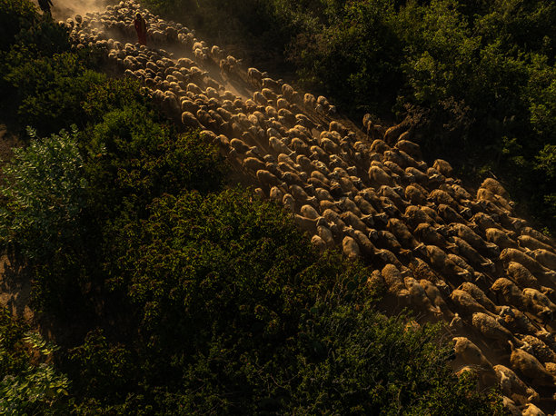 越南宁顺省潘朗干旱地区的羊牧场。照片拍摄于2024年7月15日。图片下载