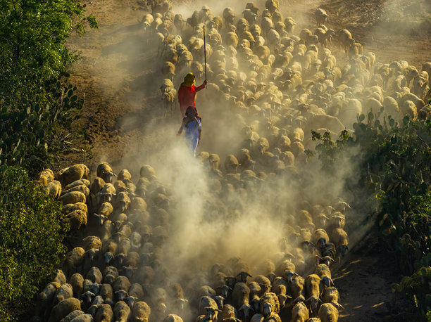 越南宁顺省范阳干旱地区的羊牧场。照片拍摄于2024年7月15日。图片下载