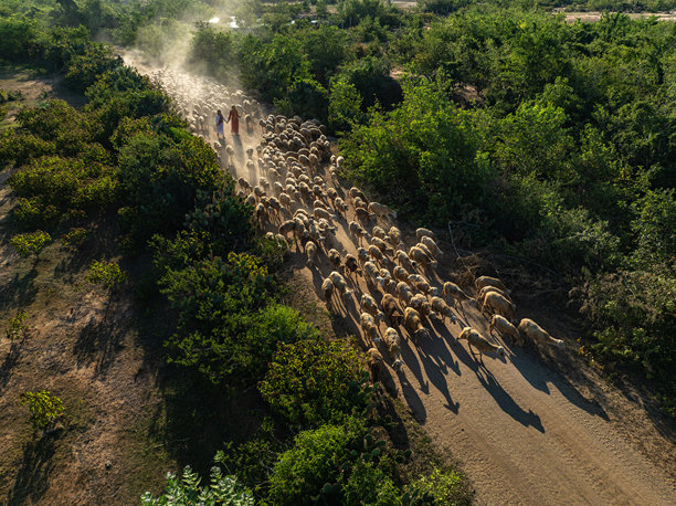 越南宁顺省潘朗干旱地区的羊牧场。照片拍摄于2024年7月15日的潘朗。图片下载