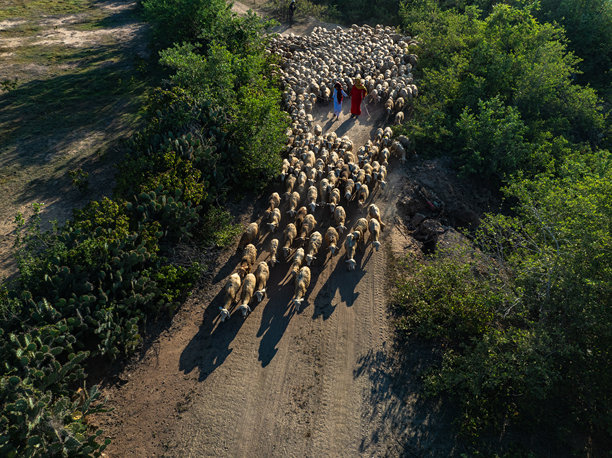 越南宁顺省范阳干旱地区的羊牧场。照片拍摄于2024年7月15日。图片下载