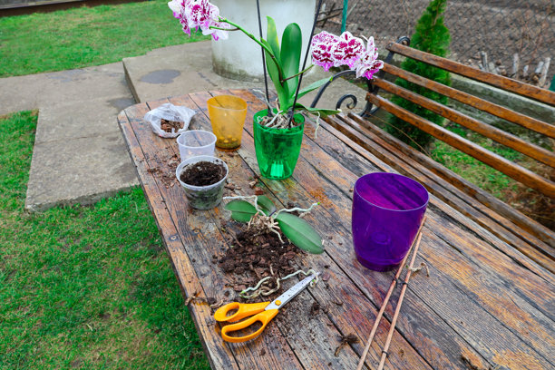 一张在户外移植兰花的过程照片。木桌上摆放着所需的工具和材料：各种颜色的花盆、土壤、剪刀和支撑棒。图片下载