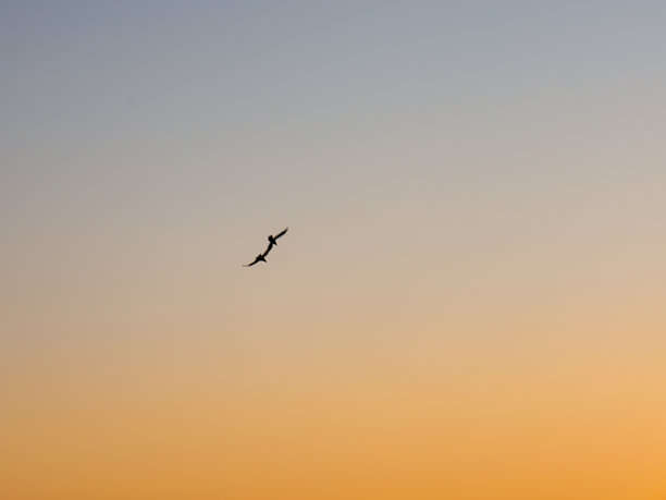 一张两只鸟在渐变日落天空中飞翔的剪影照片。天空的颜色从顶部的浅蓝色渐变到底部的明亮黄色。图片下载