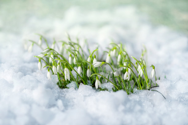 第一朵雪花莲，春天的花朵，在柔和的白色雾霭背景中从雪中生长和绽放。美丽的照片图片下载