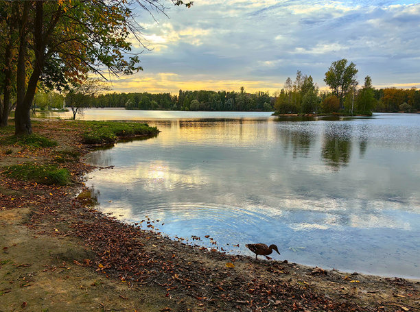 湖边的树木，岛上有树和一只在岸边的鸭子，明亮的天空，日落时分水面上的光辉。秋天。俄罗斯。下诺夫哥罗德。斯维特洛亚尔斯科耶湖。2024年9月。照片。图片下载