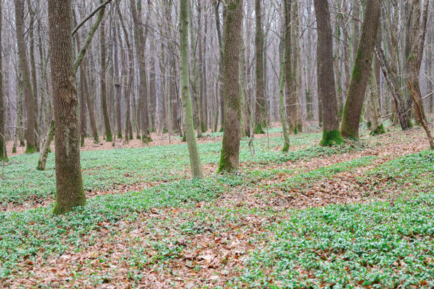 这张照片展示了一片森林景观，树木高大且无叶，地面上覆盖着浓密的绿色植物。树木呈灰色或棕色，向上生长，营造出深度和空间感。图片下载