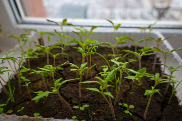 这张照片展示了年轻的番茄幼苗在窗台上的塑料容器中生长。幼苗有着鲜绿色的叶子和向光线伸展的细茎。图片下载