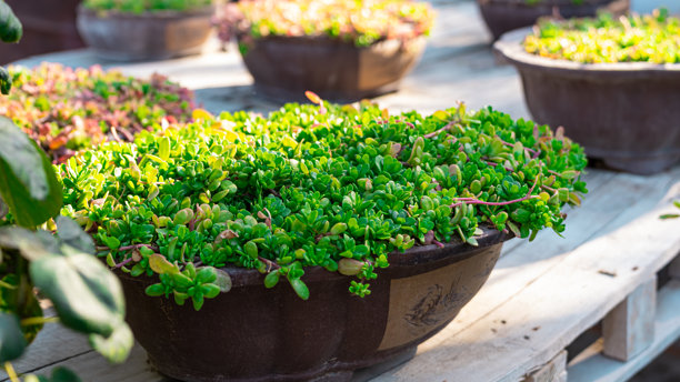 花园中的植物和仙人掌。高质量照片图片下载