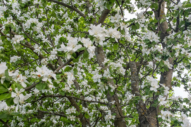 盛开的苹果树花朵背景，适用于出版、设计、海报、日历、帖子、屏保、壁纸、明信片、横幅、封面和网站。高质量照片图片下载