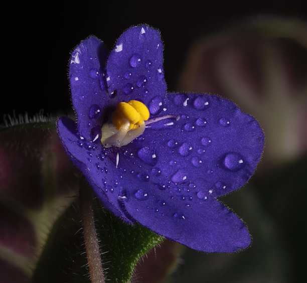 这张照片展示了一朵紫色的紫罗兰花，花瓣上沾满了水珠。图片下载