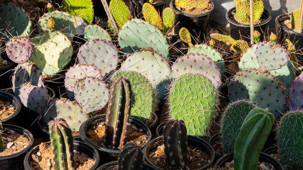 花园中的植物和仙人掌。高质量照片图片下载