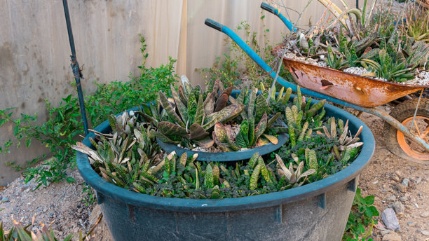 花园中的植物和仙人掌。高质量照片图片下载