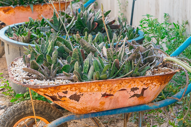 花园中的植物和仙人掌。高质量照片图片下载