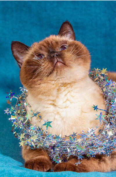 有趣的巧克力色点猫被闪亮的圣诞花环包裹，躺在柔软的蓝色毯子上。圣诞概念。竖版照片图片下载