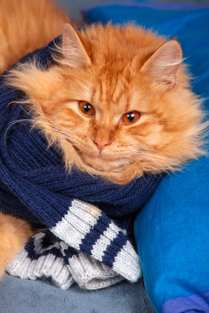 可爱的红色长毛猫戴着蓝色针织围巾的肖像。竖版照片图片下载