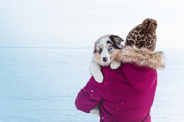女人怀抱着一只可爱的蓝色大理石色的小澳大利亚牧羊犬，眼睛颜色各异。照片为背面视角，背景是雪景，留有空白空间。图片下载
