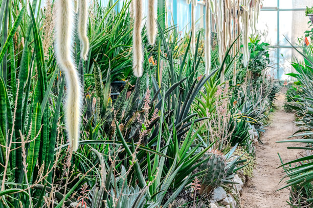 花园中的植物和仙人掌。高质量照片图片下载