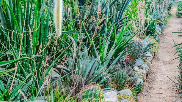 花园中的植物和仙人掌。高质量照片图片下载